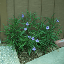 Load image into Gallery viewer, Mexican Petunia Plant