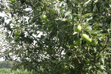 Load image into Gallery viewer, Granny Smith Apple Trees