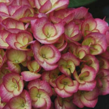 Load image into Gallery viewer, Hydrangea Firefly Shrubs