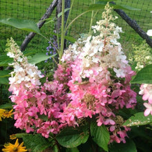Load image into Gallery viewer, Pinky Winky Hydrangea Shrubs