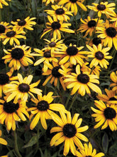Load image into Gallery viewer, Rudbeckia Viette's Little Suzy