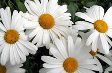 Load image into Gallery viewer, Shasta Daisy Becky