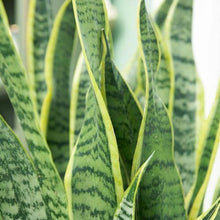 Load image into Gallery viewer, Snake Plants