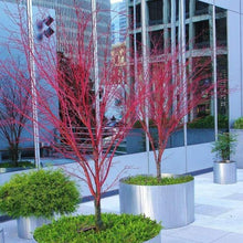 Load image into Gallery viewer, Coral Bark Japanese Maple Trees