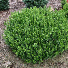 Load image into Gallery viewer, Boxwood Sprinter Shrubs