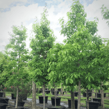 Load image into Gallery viewer, Chinkapin Oak Trees
