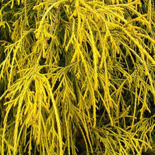 Load image into Gallery viewer, Cypress Gold Thread Shrubs