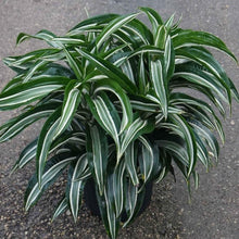 Load image into Gallery viewer, Dracaena Jade Jewel Plants