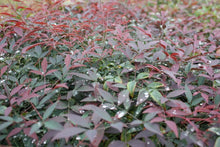 Load image into Gallery viewer, Nandina Flirt Shrubs
