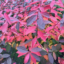 Load image into Gallery viewer, Itea Scentlandia Shrubs