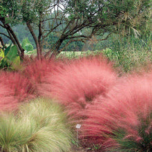 Load image into Gallery viewer, Pink Muhly Grass
