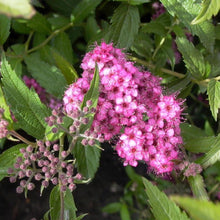 Load image into Gallery viewer, Neon Flash Spirea Shrubs