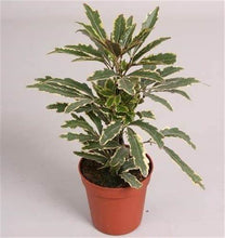 Load image into Gallery viewer, Variegated Aralia Bianca Plants