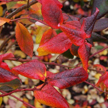Load image into Gallery viewer, Patriot Blueberry Bushes
