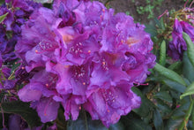 Load image into Gallery viewer, Rhododendron Lee's Dark Purple Shrubs
