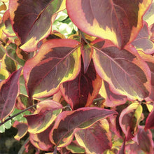 Load image into Gallery viewer, Summer Gold Dogwood Trees
