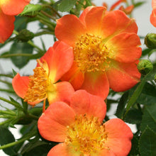 Load image into Gallery viewer, Oso Easy Paprika Rose Bushes
