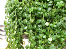 Load image into Gallery viewer, Peperomia prostrata String of Turtles Plants
