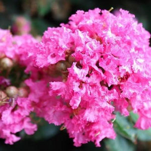 Crape Myrtle Pocomoke Shrubs