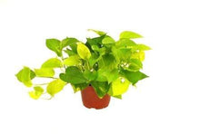 Load image into Gallery viewer, Neon Pothos Plants
