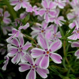Creeping Phlox Candy Stripe