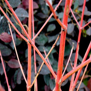 Cornus Midwinter Fire Dogwood Shrubs