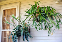 Load image into Gallery viewer, Staghorn Fern Plants
