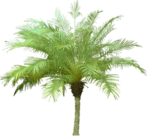 Date Palm Plants