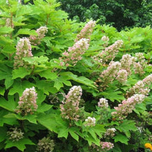 Load image into Gallery viewer, Munchkin Hydrangea Quercifolia Shrubs
