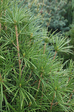 Load image into Gallery viewer, Umbrella Pine Trees
