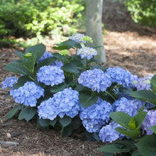 Load image into Gallery viewer, Let's Dance Blue Jangles Hydrangea Shrubs
