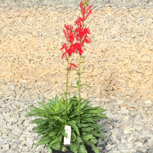 Load image into Gallery viewer, Red Cardinal Flower Plants
