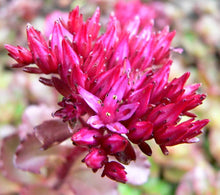 Load image into Gallery viewer, Dragon's Blood Sedum
