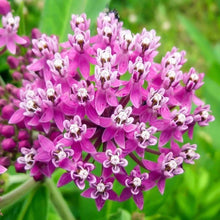 Load image into Gallery viewer, Swamp Milkweed Butterfly Weed Asclepias
