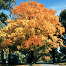 Load image into Gallery viewer, Valley Forge Elm Tree
