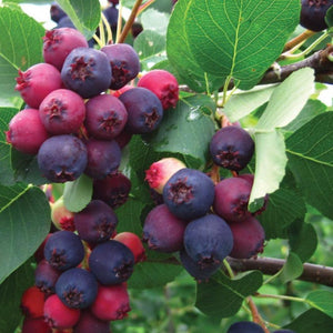 Autumn Brilliance Serviceberry Shrubs
