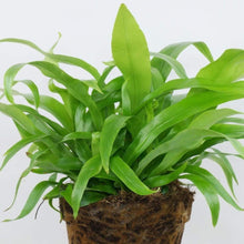 Load image into Gallery viewer, Birdsnest Fern Leslie Plants
