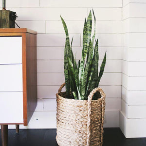 Black Coral Snake Plants