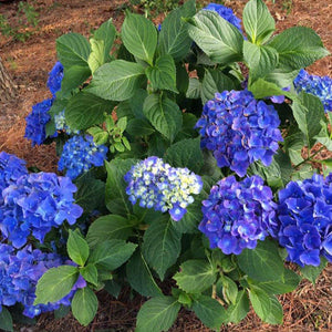 Cityline Rio Hydrangea Shrubs