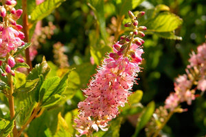 Clethra Ruby Spice Shrubs