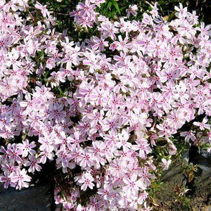 Creeping Phlox Candy Stripe