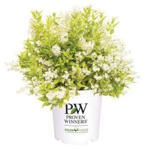 Deutzia Chardonnay Pearls Shrubs