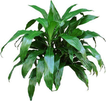 Load image into Gallery viewer, Janet Craig Dracaena Plants
