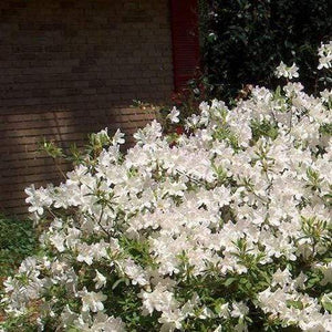 Autumn Ivory Encore Azalea Shrubs