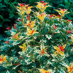 Osmanthus Goshiki Shrubs