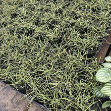 Load image into Gallery viewer, Hoya Retusa Plants
