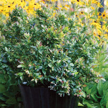 Load image into Gallery viewer, Jelly Bean Brazelberry Blueberry Bushes
