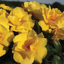 Load image into Gallery viewer, Lemon Drift Rose Bushes
