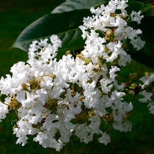 Natchez White Crape Myrtle Trees