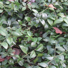 Load image into Gallery viewer, Periwinkle Plants
